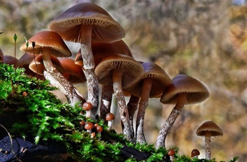 Nấm mũ đầu lâu mùa thu Nấm mũ đầu lâu mùa thu (Autumn Skullcap), tên khoa học Galerina marginata, thường mọc trên những thân cây đã chết ở khắp nơi trên thế giới. Giống như nhiều loại nấm độc khác, nấm mũ đầu lâu trông giống một loại nấm vô hại, khiến nhiều người bị nhầm lẫn. Trong nấm có chứa chất độc amatoxin, gây ra tổn thương gan vĩnh viễn, dẫn tới những cái chết đau đớn.