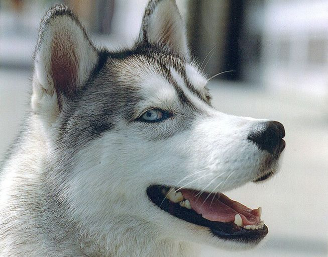 Husky cũngđược xem là bậc thầy đào tẩu, chúng có thể đào hầm phía dưới, gặm nát, hoặc nhảy qua hàng rào cao. Vì là giống chó có nhiều năng lượng nên đa phần có dấu hiệu tăng động, phá phách.