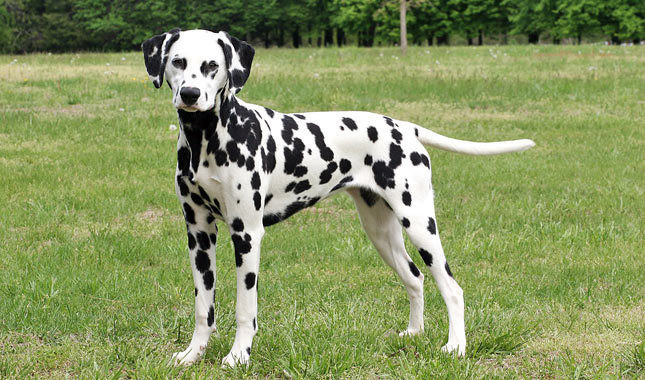 Chó đốm hay còn gọi là chó Dalmatian là một giống chó nhà có nguồn gốc từ vùng Dalmatia, Croatia. Chúng rất năng động và thích chạy, cần có sự quan tâm của chủ, nếu không sẽ dễ bị rơi vào trạng thái stress và trở nên hung dữ. Đặc biệt, chó đốm "thù dai nhớ lâu", chúng có thể ghi nhớ cả trăm người đã hành hạ chúng để trả thù khi có dịp.
