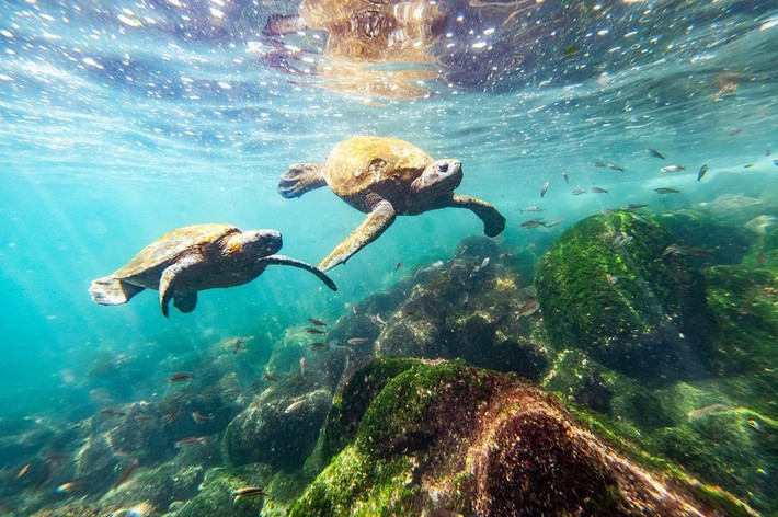 Đảo Galapagos được ví như phòng thí nghiệm ngoài đời thực với đủ các loài sinh vật biển kỳ lạ, quý hiếm. Nơi đây cũng là nguồn cảm hứng cho thuyết tiến hóa của Darwin. Những ngày đầu được phát hiện, các nhà nghiên cứu đã tìm thấy trên đảo có nhiều loài rùa biển to lớn hiếm thấy. Đây cũng chính là lý do quần đảo này còn được gọi là “đảo rùa”, tức Galapagos. Ảnh: Ecoventura_ec.