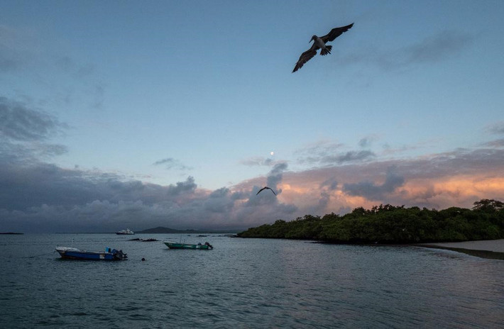 Quần đảo Galapagos là khu Di sản Thế giới, nằm phía nam Thái Bình Dương, cách trung tâm Ecuador 1.000 km về phía tây và được mệnh danh là quần đảo đẹp nhất hành tinh. Quần đảo từng là đảo hoang cho đến năm 1535, người Tây Ban Nha phát hiện ra vùng đất này. Ảnh: Shutterstock.