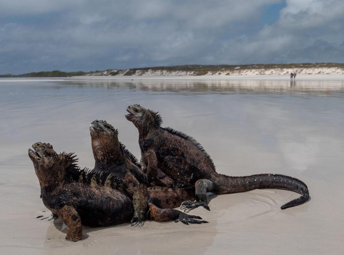 Đảo Galapagos nằm tách biệt với đất liền, sở hữu hệ sinh thái nguyên sơ, cũng là nơi sinh sống của nhiều loài thực vật và động vật quý hiếm trên thế giới, trong đó có loài rùa Galapagos khổng lồ, cự đà hồng (được xếp vào nhóm loài nguy cấp), cự đà vàng... Ảnh: Getty