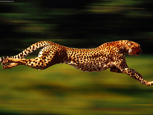 Động vật có vú chạy ngắn nhanh nhất. Khi đo trong khoảng cách ngắn, báo Cheetah có thể duy trì tốc độ ổn định tối đa khoảng 100km/giờ trên mặt đất.