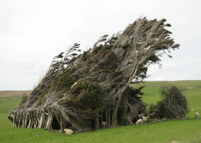 Điểm dốc: Slope Point là điểm cực nam South Island. Khu rừng ở đây là nơi có những cây bị xoắn và bị thổi gió vĩnh viễn nhờ những cơn gió mạnh ở Nam Cực.