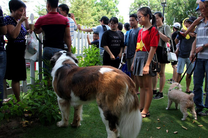 Dù giống chó Saint Bernard có kích thước to lớn nhưng rất nhanh nhẹn, vì vậy chúng thường được huấn luyện thành chó cứu hộ tại những vùng núi tuyết.