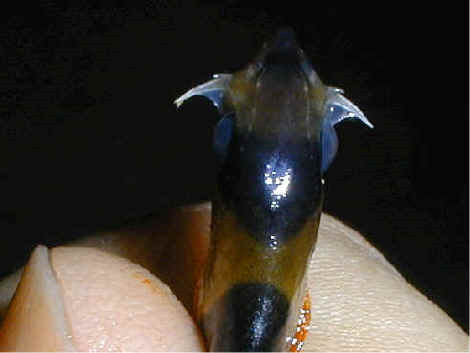Cá chuột Mỹ (Clown loach), phổ biến như một giống cá cảnh, có sẵn trong nhiều cửa hàng vật nuôi. Dưới hốc mắt của loài cá này là các gai sắc như dao cạo có thể dựng lên theo ý thích của nó. Các gai sắc xuất hiện từ rãnh bên dưới mắt và cắt vào thịt các loài động vật khác khi đánh nhau.