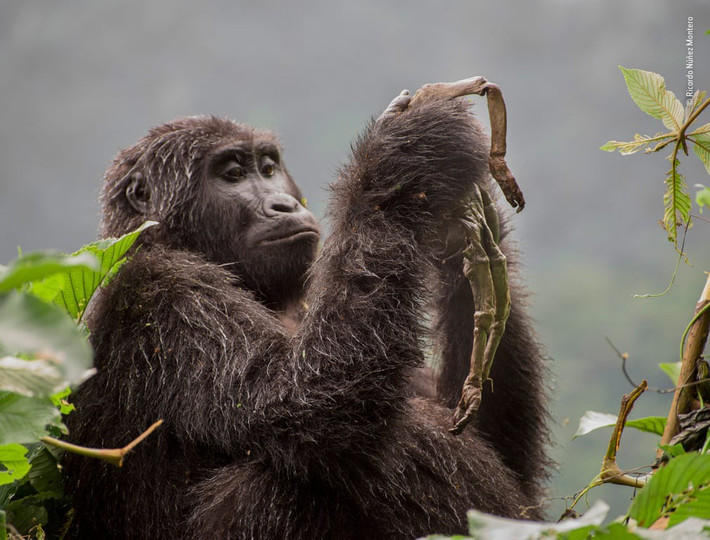 Nhiếp ảnh gia Ricardo Núñez Montero tưởng con gorilla này đang cầm 1 bó rễ cây, hóa ra nó đang thương khóc con mình. Con gorilla có thể đã chết vì lạnh và gorilla mẹ vẫn không từ bỏ, ôm ấp con suốt nhiều tuần trước khi ăn xác chết - một hành vi rất kì lạ.