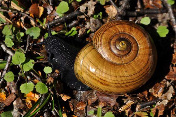 Ốc sên Powelliphanta nằm trong họ ốc sên ăn thịt sống trên mặt đất và có kích thước đa dạng, là loài lớn nhất trong thế giới ốc sên.