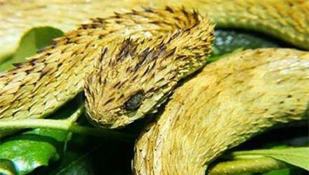 Rắn vảy gai: Đây là loài rắn vừa độc vừa xấu kinh dị. Không giống với đồng loại của mình, rắn vảy gai được chú ý bởi đôi mắt khổng lồ với bộ da xù xì đặc trưng. Toàn thân rắn được bao bọc bởi những chiếc gai nhọn xếp đè lên nhau.