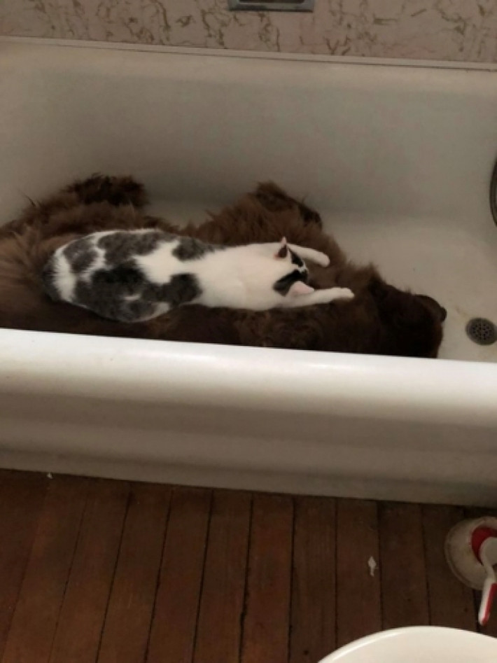 Chú chó thích nằm trong bồn tắm, còn chú mèo thích nằm trên lưng chú chó. (Nguồn: Bored Panda)