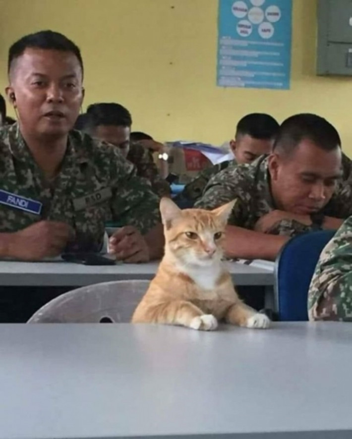 "Thượng sỹ" mèo. (Nguồn: Bored Panda)
