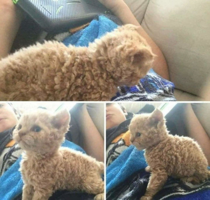 Mèo cừu hay cừu mèo? (Nguồn: Bored Panda)