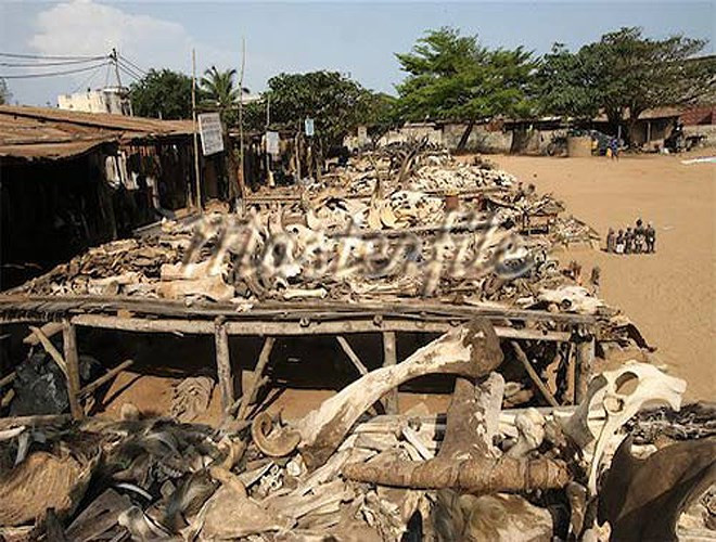 Akodessewa được mệnh danh là chợ buôn bán các loại đồ vật dùng để cúng tế lớn nhất thế giới với rất nhiều thứ đồ từ lạ mắt cho đến quái dị và ghê rợn