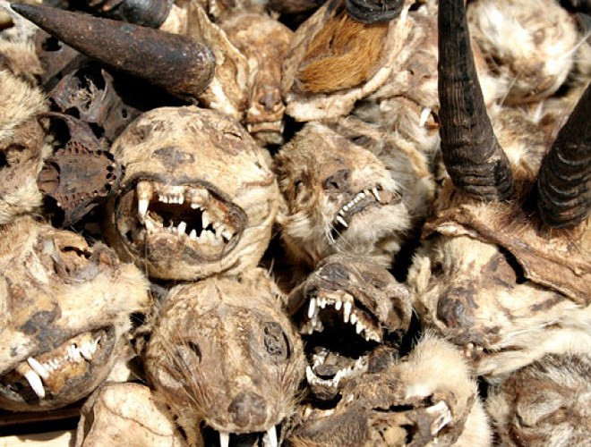 Chợ bày bán la liệt đầu lâu cũng như các bộ phận trên cơ thể các loài động vật khác nhau như cá sấu, tinh tinh, mèo, báo, hổ, linh dương, khỉ, kền kền, cú mèo, rắn…