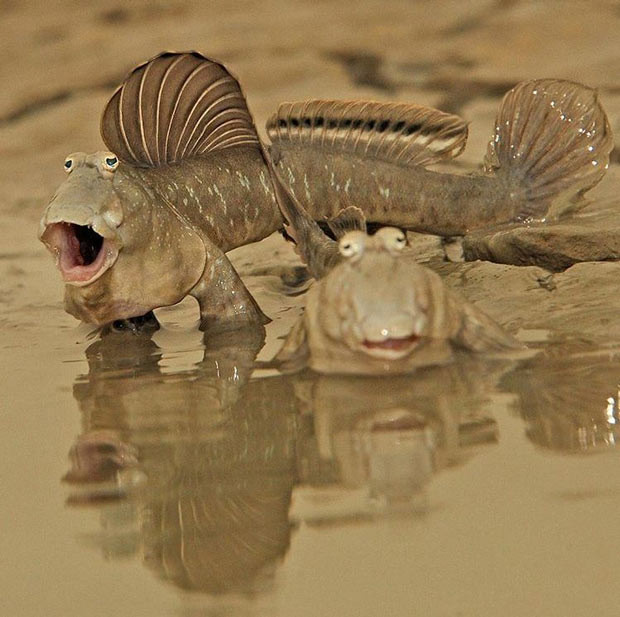 Cá thòi lòi (Periophthalmodon schlosseri) hô hấp bằng phổi khi trên cạn, xuống nước dùng mang. Chúng di chuyển trên mặt bùn khá nhanh, gần như chạy nhảy nhờ bộ vây giống như hai bánh chèo. Tại Việt Nam, cá thòi lòi phổ biến khắp các cửa sông tại ĐBSCL.