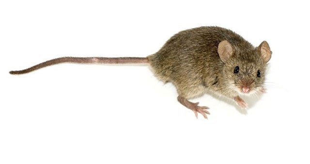 2. Chuột Mouse: Thời gian mang thai 19 ngày