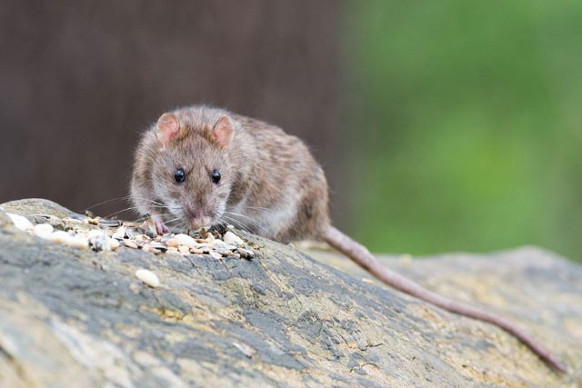 4. Chuột Rat: Thời gian mang thai 22 ngày
