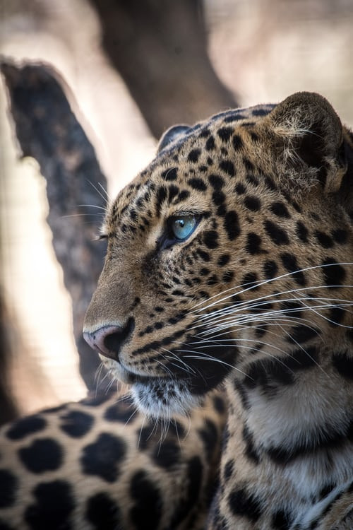 Cái tên theo tiếng Anh của loài báo này là "Leopard", phản ánh sự thật rằng trong thời cổ đại, người ta cho rằng báo hoa mai là con lai của sư tử và báo đốm, và trong một số ngôn ngữ nước ngoài từ leopard có nguồn gốc từ đây; leo là tên Latinh của sư tử, và pard là thuật ngữ cũ có nghĩa báo.