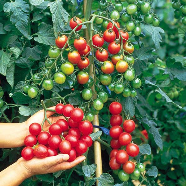 Cà chua bi Vỏ cà chua giàu chất lycopene, một chất dinh dưỡng giúp ngăn chặn sự tích tụ của các hợp chất chống viêm kết hợp với chứng trầm cảm. Vì lycopene có trong vỏ cà chua, nên cách tốt nhất để hấp thụ nó là bạn chỉ nên ăn cà chua bi vì bề mặt của chúng nhỏ hơn có nghĩa là bạn sẽ ăn được nhiều vỏ hơn so với một trái cà chua có kích cỡ bình thường.