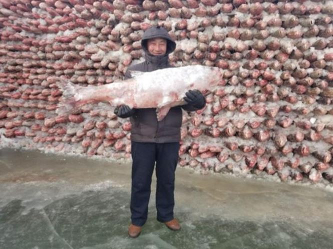 Được biết, hồ Chagan vốn nổi tiếng với lễ hội đánh cá trên băng, được tổ chức thường niên. Phương pháp đánh cá có nguồn gốc từ đời nhà Liêu (916-1125), và lưu truyền cho tới ngày nay. Ảnh: Trung Hoa Nhật báo