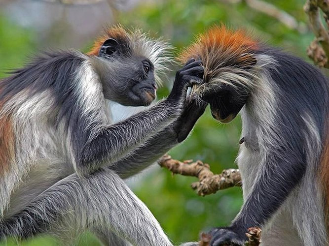 Vườn thú Camperdown Wildlife Centre ở Dundee, Scotland mới đây đã phải đóng cửa để cho 11 thành viên khỉ đuôi sư tử khóc để tang thành viên mới mất.