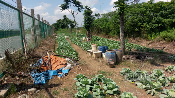 Vườn bắp cải cùng các dụng cụ tưới tiêu phía trong hàng rào bảo vệ