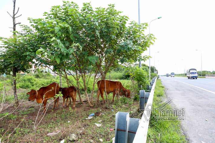 Tai nạn rình rập nếu những con bò vượt qua hàng rào sắt đi ra đại lộ