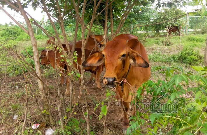 Bò được người dân đưa vào thả, con nào con nấy mượt mà, béo mẫm