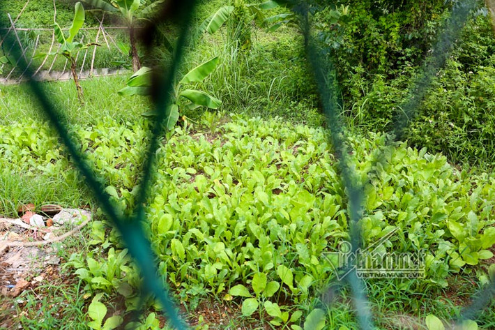 Những luống rau, hàng cây được trồng thẳng tắp chẳng khác gì một trang trại và đang có xu hướng mở rộng. Ảnh: Rau cải đến ngày thu hoạch được chăm sóc tươi tốt