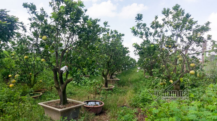 Cây cảnh phục vụ Tết Nguyên đán