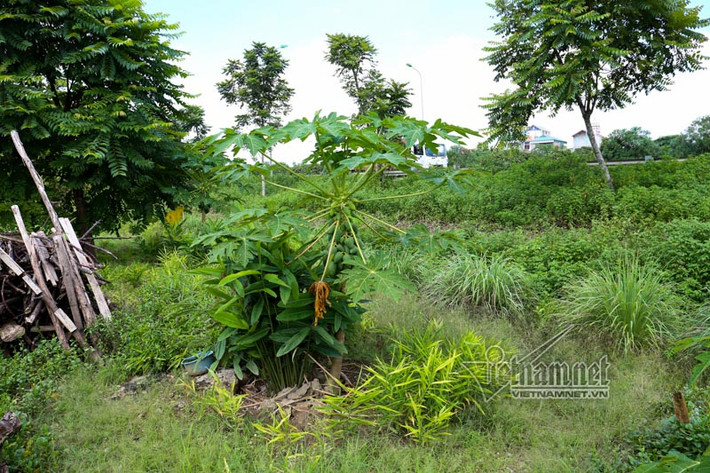 Đu đủ trĩu quả