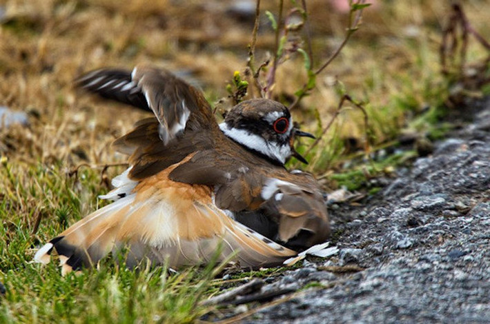 Khi phát hiện có kẻ thù đến gần tổ, chim choi choi (tên khoa học là Charadrius vociferus) không giả chết mà giả bị thương, xoãi cánh ra làm như bị gãy cánh, kéo kẻ thù rời xa tổ của nó rồi nhanh chóng phục hồi và bay vút đi.