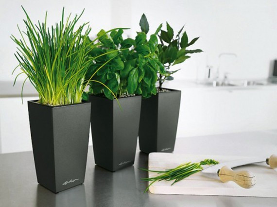 Mặt khác, màu xanh của cây lá, màu sắc tươi mới của hoa cũng giúp làm thư thái tâm hồn và tầm mắt của bạn. Mùi hương tỏa ra khi hoa nở cũng sẽ giúp bạn thư giãn trong không gian ngọt ngào của ngôi nhà.