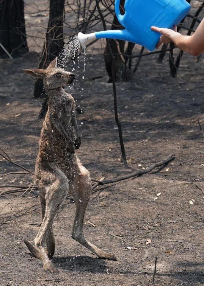 Loài kangaroo - sinh vật biểu tượng nước Úc đang phải đối mặt thảm họa.