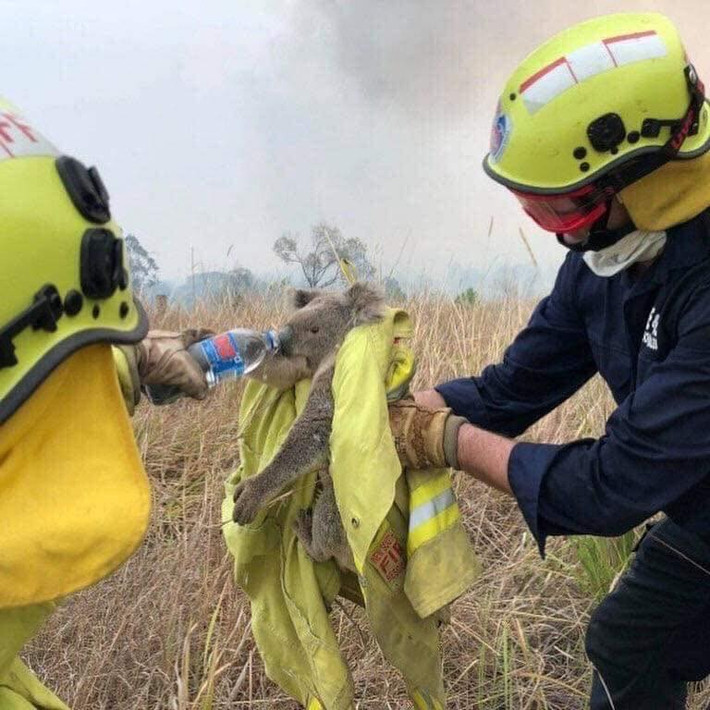 Chính quyền đang rất nỗ lực để giải cứu các sinh vật.