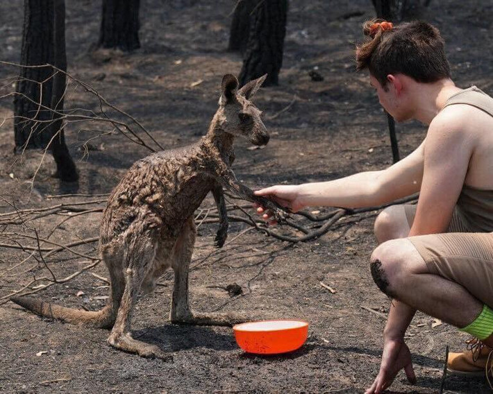 Con kangaroo bắt tay cảm ơn người cứu hộ.