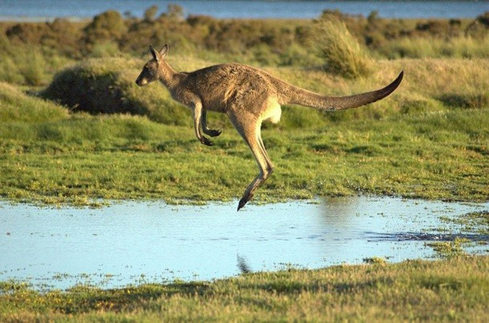 Kangaroo không thể đổ mồ hôi để làm mát cơ thể, chúng sẽ giảm nhiệt bằng cách tìm bóng râm và nghỉ ngơi hoặc liếm hai bàn chân trước của mình sau đó chà xát đôi tay ẩm ướt lên bộ ngực lông lá. Kangaroo không thể bước đi bình thường, chuyển động chân kiểu trước sau. Nó luôn luôn phải di chuyển hai chân cùng một lúc như thể cả hai chân được gắn với nhau, chính vì thế chúng chỉ có thể nhảy để di chuyển. Thú vị hơn, kangaroo chỉ có thể di chuyển chân của mình một cách độc lập khi bơi lội.
