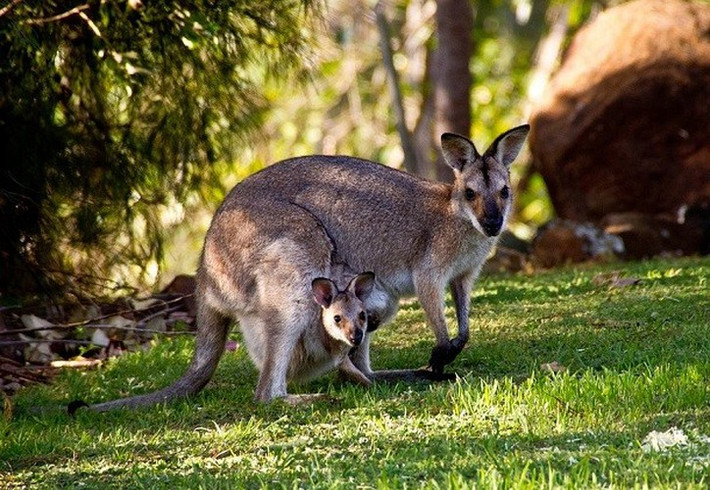 Kangaroo thực sự có chiếc chân thứ 5, đó chính là đuôi của chúng. Thậm chí chiếc đuôi to khỏe này có thể giúp kangaroo thăng bằng khi hai chân sau của chúng chiến đấu.