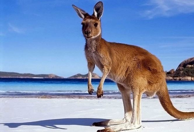 Ít ai biết rằng, tên kangaroo có giai thoại rất đặc biệt. Tên kangaroo có nguồn gốc từ "gang -oo-roo" trong ngôn ngữ Guugu Yimidhirr có nghĩa là chuột túi xám. Theo một giai thoại, Thuyền trưởng James Cook và nhà nghiên cứu tự nhiên Sir Joseph Banks đã gặp một con vật kỳ lạ trong quá trình nghiên cứu ở Australia. Họ đã hỏi cư dân của người bản địa tên của con vật và nhận được câu trả lời Kangaroo, nghĩa là "tôi không hiểu". Thuyền trưởng Cook tưởng đó chính là tên của con vật. Tuy nhiên, vào năm 1898, nhà dân tộc học W. E. Roth đã xác nhận, "gangurru"" trong tiếng của Guugu Yimithirr có nghĩa là chuột túi.