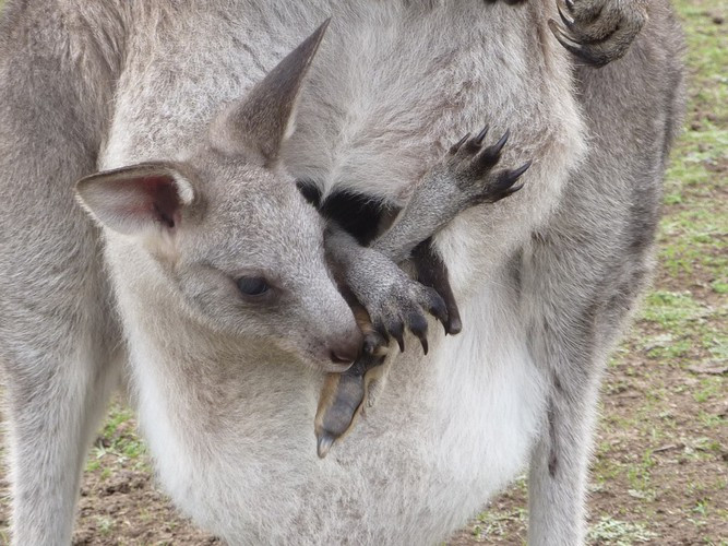 Khi một con kangaroo con được sinh ra và ở trong túi của mẹ, nó vĩnh viễn chỉ bú một núm vú duy nhất gần nó nhất cho đến khi được 34 tuần tuổi. Khi phát triển thêm, kangaroo con mới ngó ngàng đến những núm vú khác.