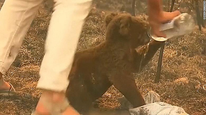 Koala, hay gấu túi, có tên khoa học là Phascolarctos cinereus, là một loài thú có túi ăn thực vật sống tại Úc và là loài vật duy nhất hiện còn sống trong họ Phascolarctidae, và họ hàng gần gũi nhất còn sinh tồn của nó là wombat.