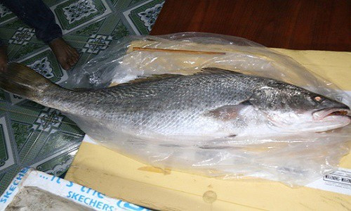 Bóng cá sủ vàng được đồn đoán có công dụng chữa bệnh dạ dày nên giá bán hàng chục triệu đồng. Ảnh: Con cá lớn nghi cá sủ vàng bắt được ở Quảng Nam