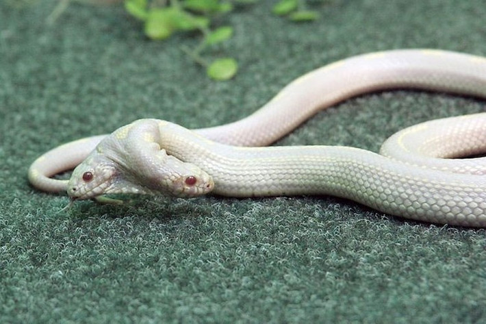 Rắn bạch tạng 2 đầu, sản phẩm của sự đột biến, thuộc loài rắn California Kingsnake thuộc khu nghỉ mát Yalta trên bờ biển Hắc hải, phần thuộc lãnh thổ Ukraina. Con rắn được khoảng 3 tuổi, có chiều dài chừng 60cm, được người Đức thuê, mang về nước để trưng bày.