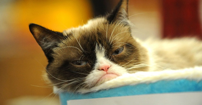 Mèo Grumpy: 99,5 triệu USD. Trái với Gunther IV, mèo Grumpy là một triệu phú tự thân. Con mèo lai 6 tuổi có tên thật là Tardar Sauce gây sốt trên Internet nhờ biểu cảm gắt gỏng và những bức ảnh chủ của nó là Tabatha Bundesen chia sẻ. Sự nổi tiếng giúp con mèo kiếm hàng chục triệu USD qua mạng xã hội, bán hình ảnh và trở thành cảm hứng cho bộ phim Grumpy Cat's Worst Christmas Ever. (Ảnh: Wikipedia)