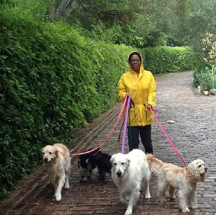 Chó Sadie, Sunny, Lauren, Layla và Luke: 30 triệu USD. Tất cả 5 con chó của người dẫn chương trình truyền hình Mỹ Oprah Winfrey, gồm chó Luke và Layla thuộc giống golden retriever, chó Sadie thuộc giống cocker spaniel, chó Sunny và Lauren thuộc giống springer spaniel, đều có quỹ tín thác. Oprah để lại cho chúng 30 triệu USD trong di chúc. (Ảnh: Instagram)