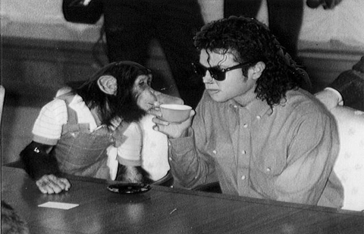 Tinh tinh Bubbles: 2 triệu USD. Tinh tinh Bubbles từng đi du lịch khắp thế giới cùng Michael Jackson và nghỉ mát ở Hà Lan. Sau khi ca sĩ qua đời, nó sống ở một khu bảo tồn khỉ tại Florida. Nó cũng tự làm ra tiền bằng cách vẽ tranh. Những tác phẩm của nó được bán đấu giá ở Miami và trị giá lên tới 1.500 USD/bức tranh. (Ảnh: Wikipedia)