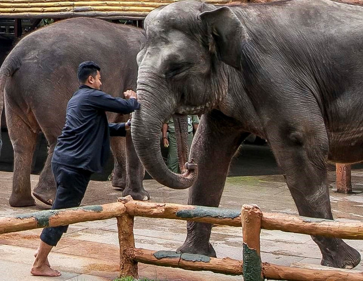 Theo ghi nhận của nhiếp ảnh gia Aaron Gekoski, thành viên tổ chức Born Free, người huấn luyện thú đã bạo hành voi bằng cách sử dụng vũ lực khi chúng không nghe lời, thậm chí đâm mạnh vào vòi voi với vật sắc nhọn cầm trên tay.