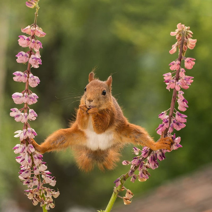 Theo tờ Boredpanda, cuộc thi ảnh động vật hoang dã hài hước hàng năm đang thu hút sự chú ý của nhiều nhiếp ảnh gia trên toàn thế giới. Ảnh: Sóc tập gym