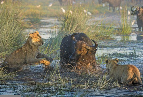 Tại khu đầm lầy ở đồng bằng châu thổ sông Okavango (thuộc Botswana), nhiếp ảnh gia Wim van den Heever đã ghi lại khoảnh khắc thất bại ê chề của hai sư tử cái trước một trâu rừng.
