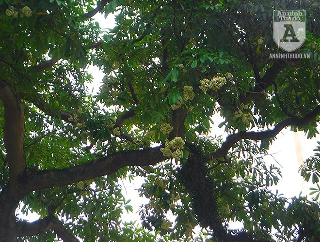 Trong khi thời gian ra hoa của loài cây này là vào mùa thu, cuối tháng 7, đầu tháng 8, kéo dài đến hết tháng 11